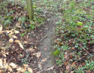Badger path